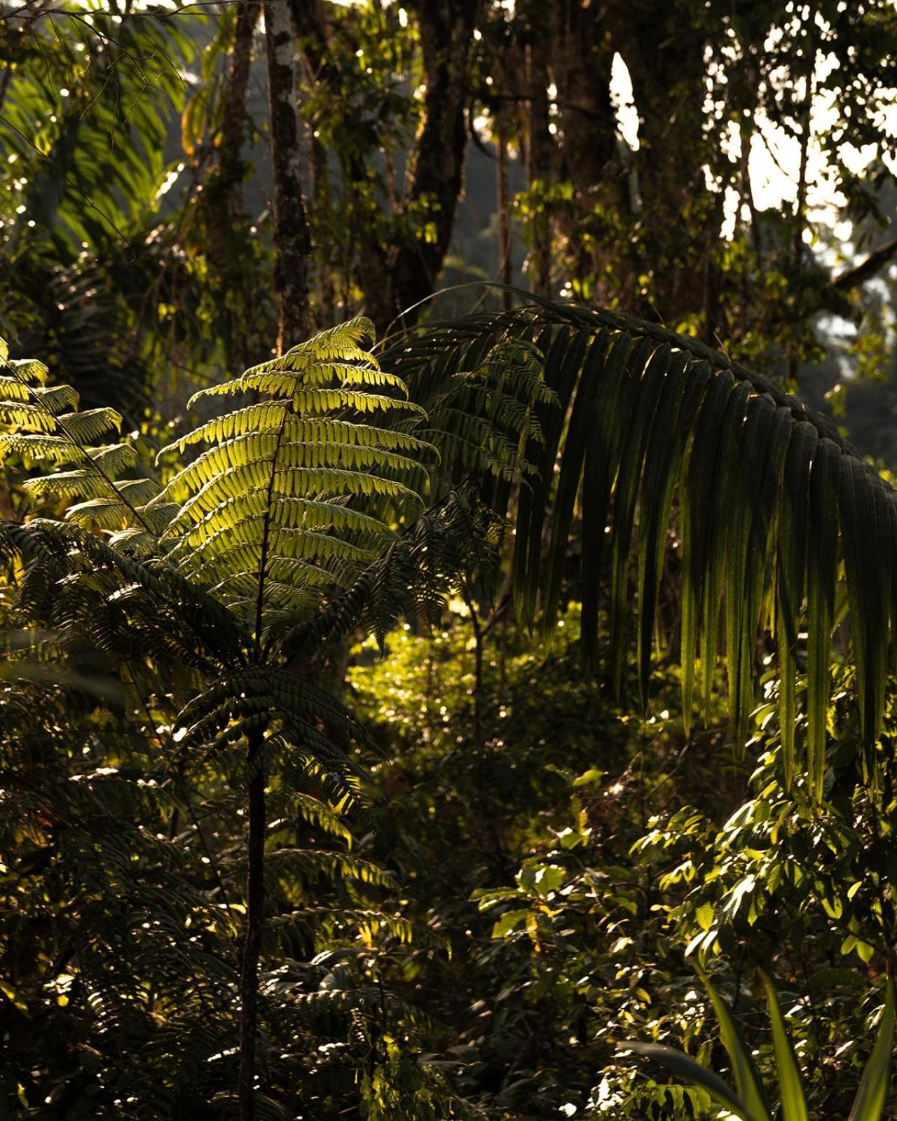 Wild Wasi Lodge - Adventures - Guided Tours Puyo Exterior foto