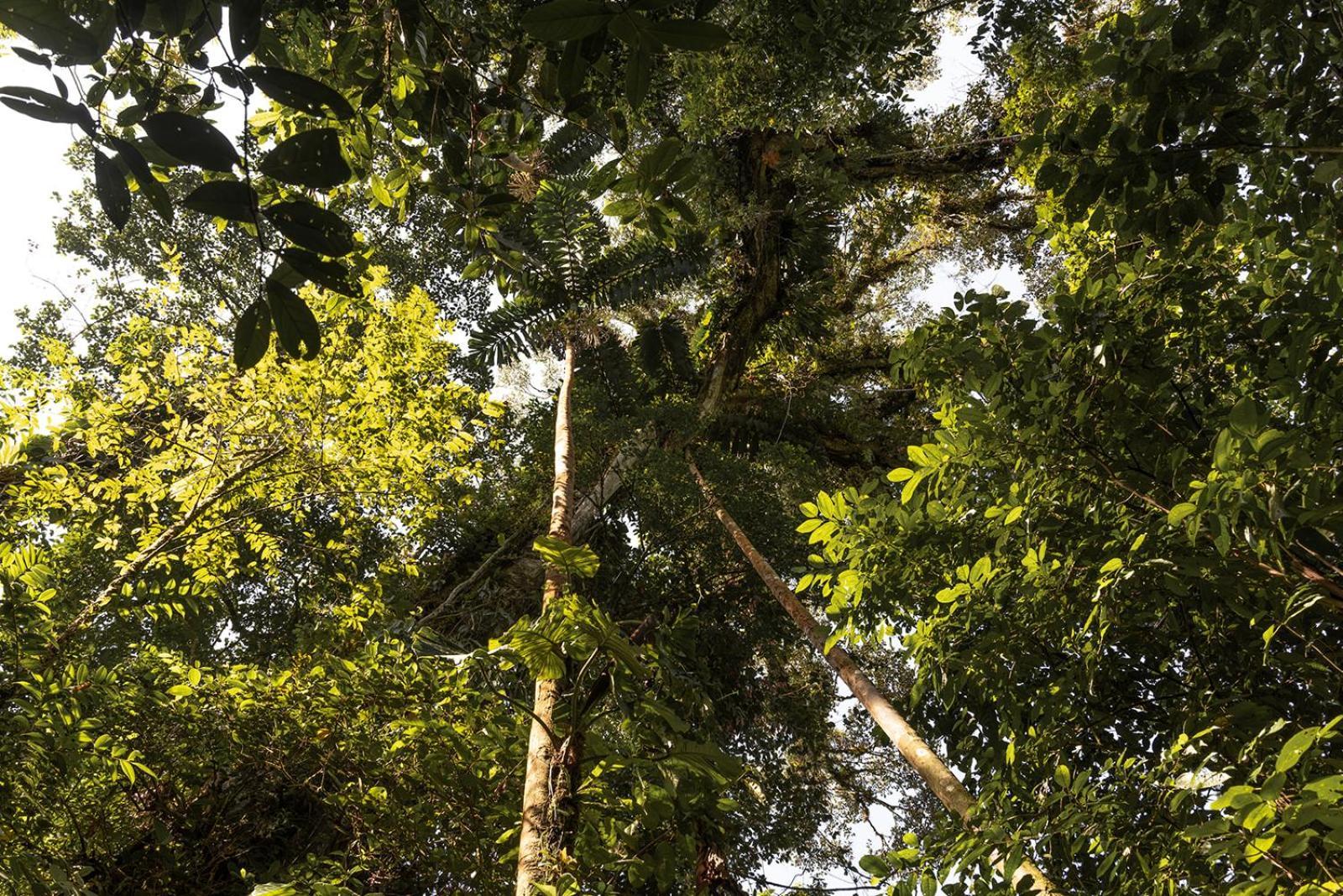 Wild Wasi Lodge - Adventures - Guided Tours Puyo Exterior foto